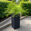 Indlæs billede i gallerivisning, Second Hand Japansk Ahorn – Acer palmatum på 150 cm i Sort Krukke
