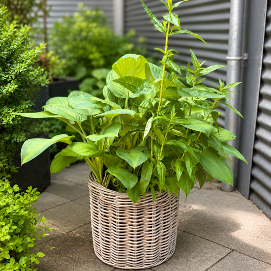 Second Hand Hosta (Funkia) i Fletkurv – Frodig Stueplante på 90 cm