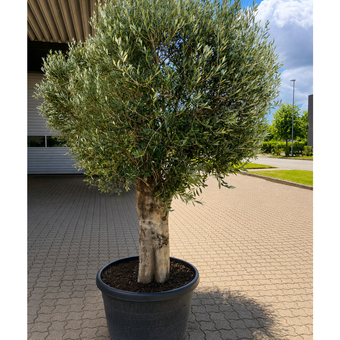 Oliven 'Hojiblanca' – Meget gammelt træ i Ø85 cm potte (ca. 250-300 cm høj)