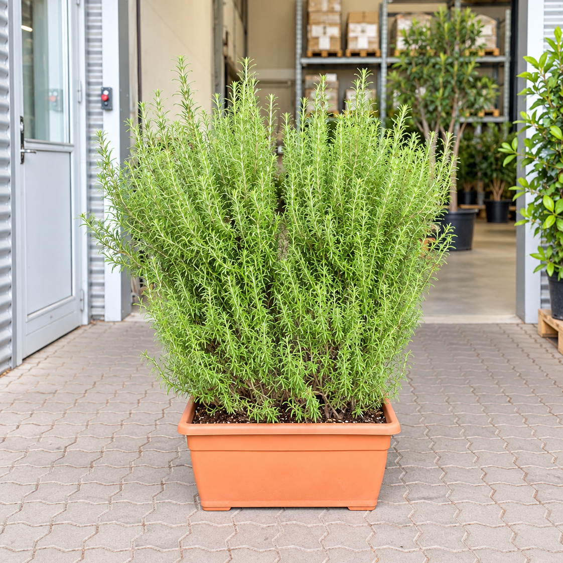 Rosmarin – Salvia rosmarinus Meget kraftig busk ca. 120 cm | Udendørs