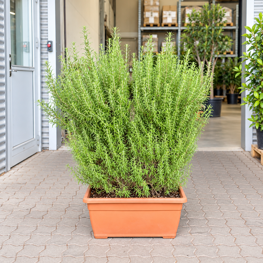 Rosmarin – Salvia rosmarinus Meget kraftig busk ca. 120 cm | Udendørs