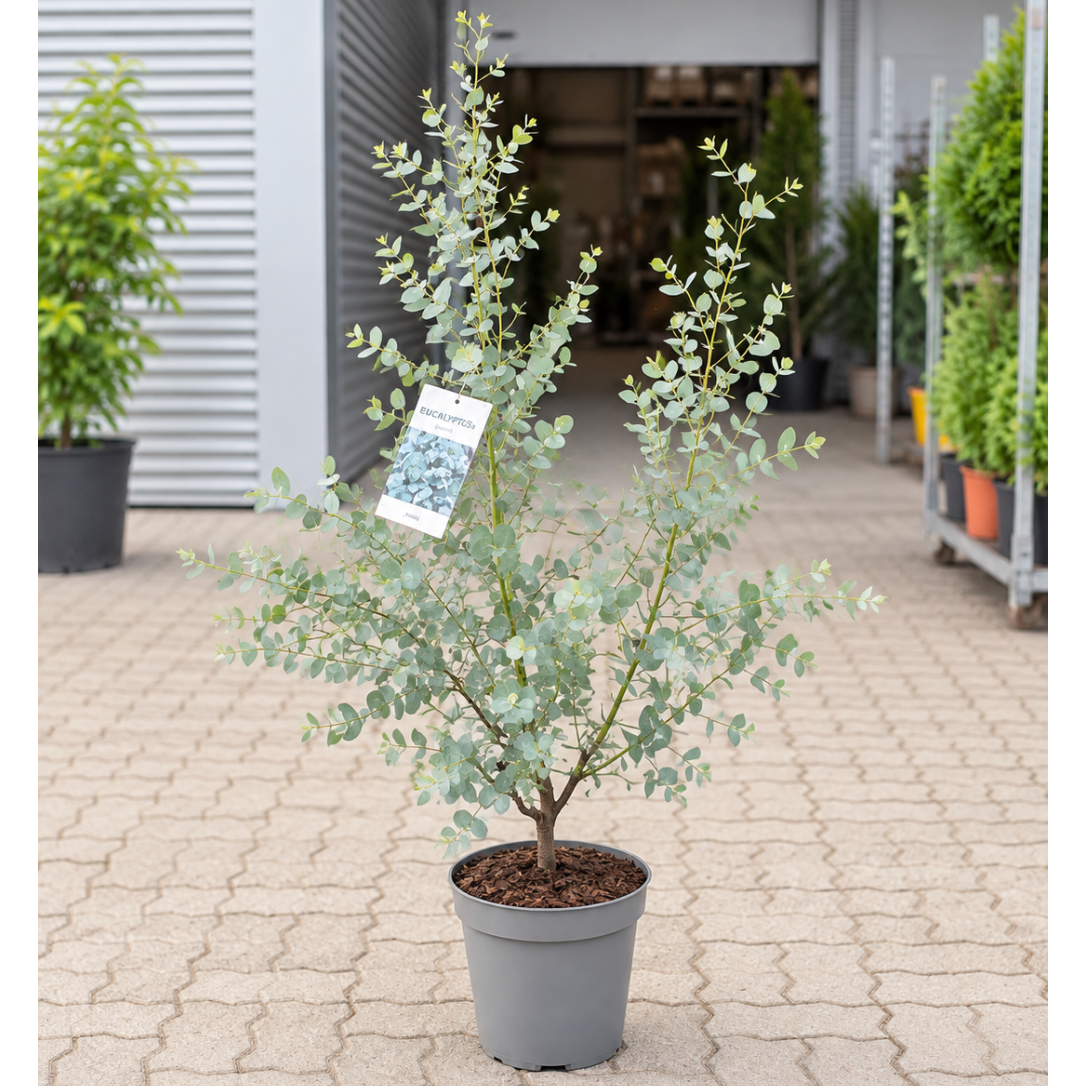 Eucalyptus – Ca. 110 cm Høj Aromatisk Plante