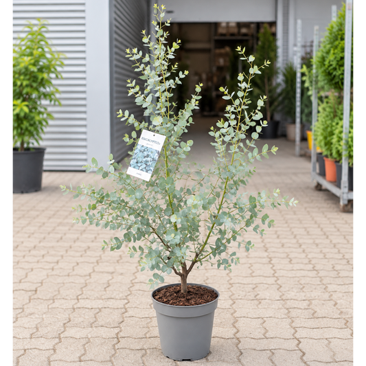 Eucalyptus – Ca. 110 cm Høj Aromatisk Plante