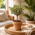 Indlæs billede i gallerivisning, Mini Oliventræ – Autentisk Middelhavsstemning til Hjemmet
