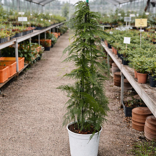 Aspargesbregne – Elegant Grøn Plante med Luftigt Udtryk