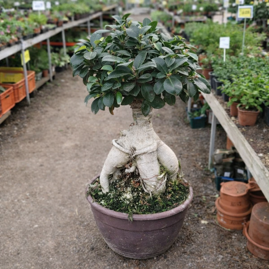 Bonsai Figen – Elegant Stueplante med Autentisk Karakter
