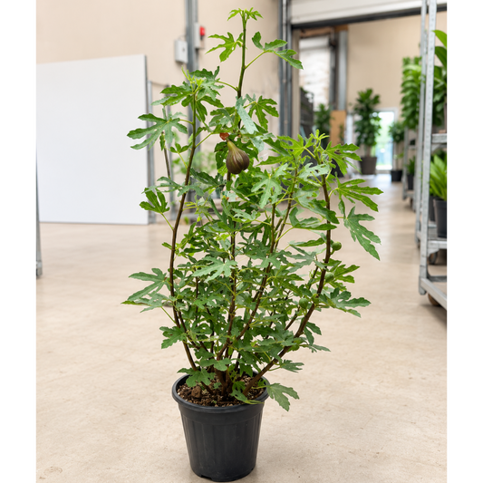 Ficus carica ‘Bornholm’ – Hårdfør Fignebusk, Ca. 110 cm til Have og Terrasse