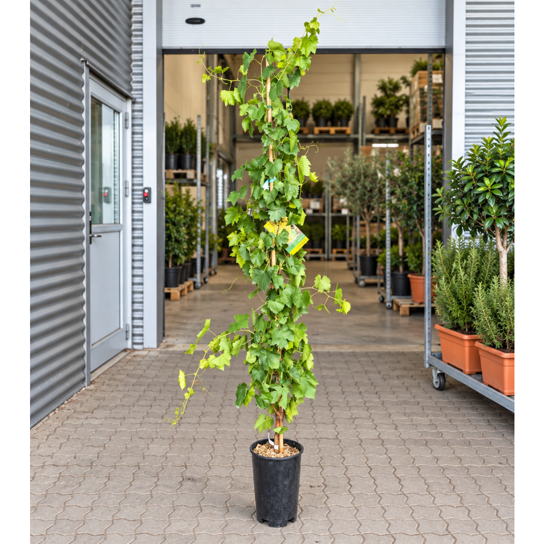 Vitis vinifera – Grøn Kernelos Spisedrue, Ca. 180 cm til Have og Terrasse
