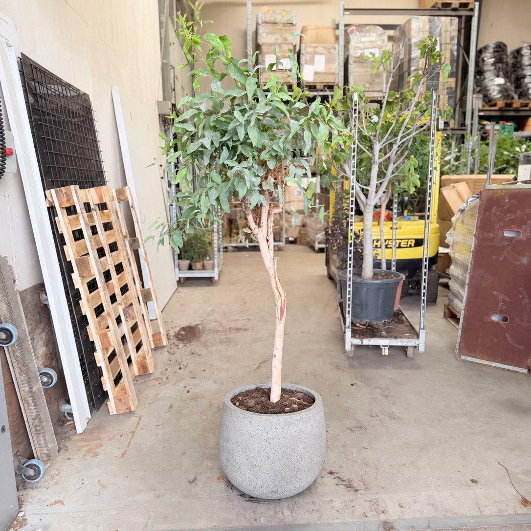 Eucalyptus – Opstammet, Ca. 170 cm til Have og Terrasse