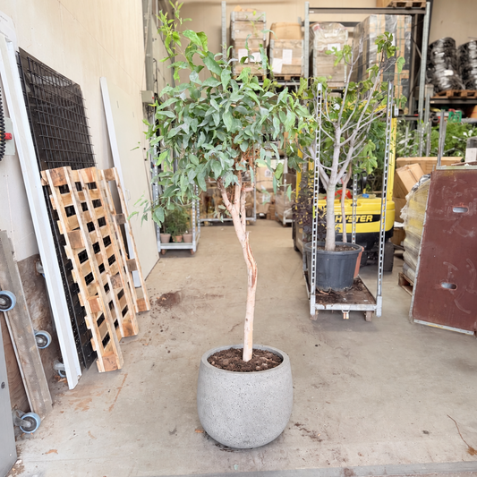 Eucalyptus – Opstammet, Ca. 170 cm til Have og Terrasse