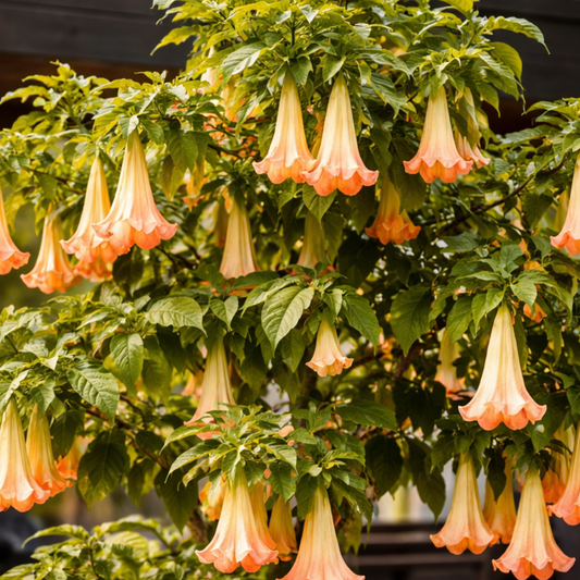 Second Hand Engletrompet – Blomstrende Brugmansia XXL