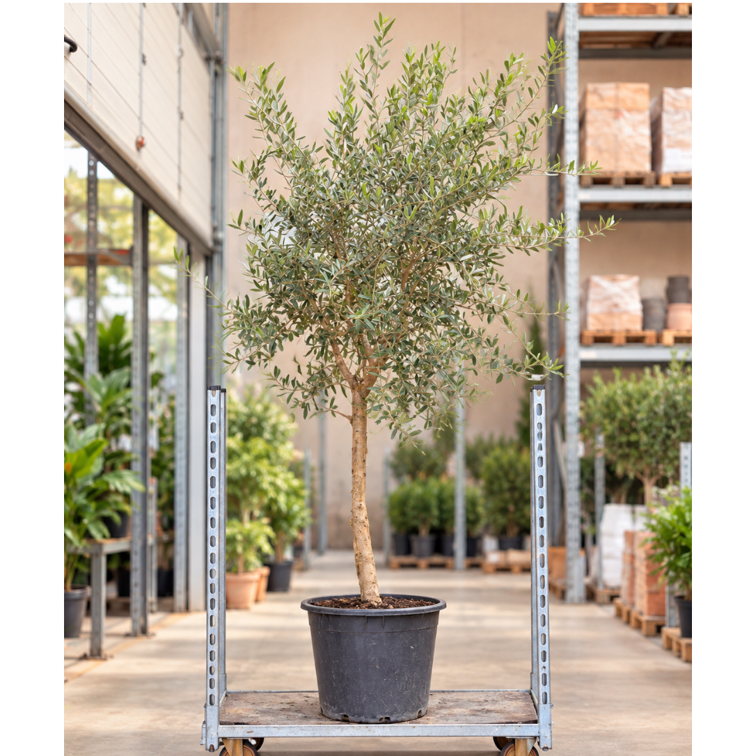 Oliventræ – Olea europaea opstammet ca. 230 cm | Udendørs