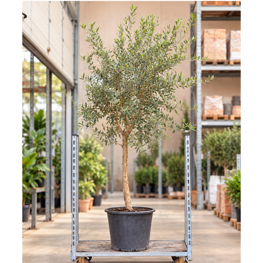 Oliventræ – Olea europaea opstammet ca. 230 cm | Udendørs