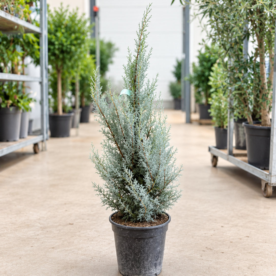 Cupressus arizonica ‘Fastigiata Glauca’ – Blågrøn Søjlecypres, Ca. 110 cm