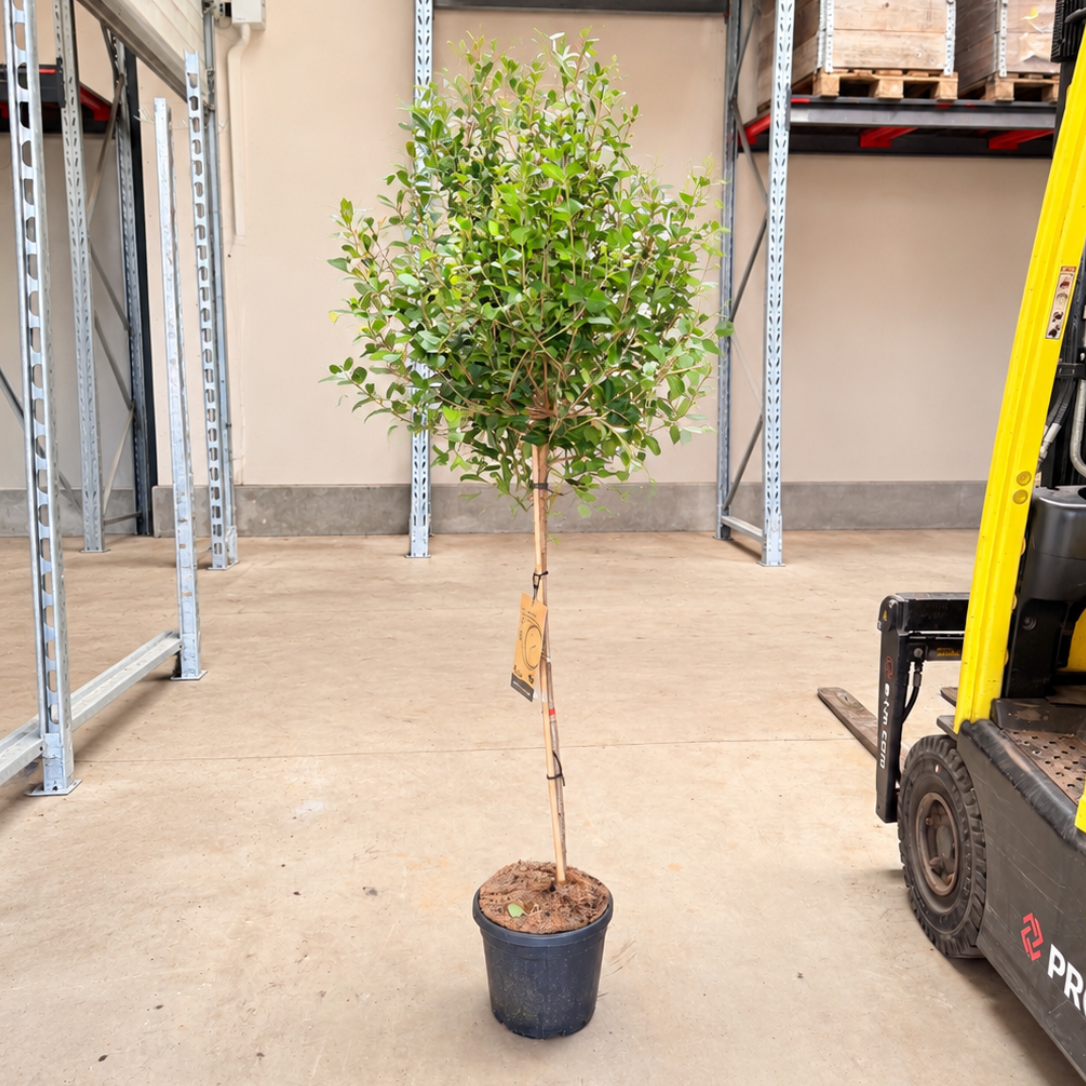 Syringa – Duftende Syren, 125-150 cm til Have og Terrasse