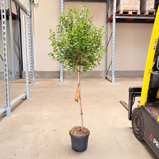 Syringa – Duftende Syren, 125-150 cm til Have og Terrasse