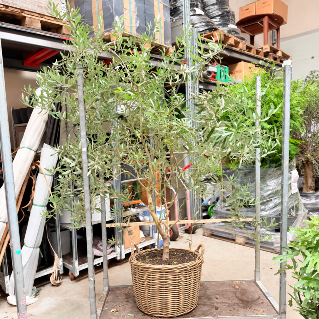 Olea europaea – Oliventræ, Ca. 220 cm til Terrasse og Have