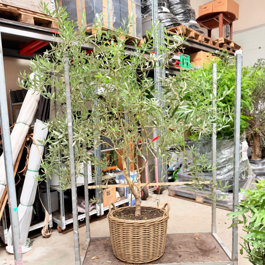 Olea europaea – Oliventræ, Ca. 220 cm til Terrasse og Have