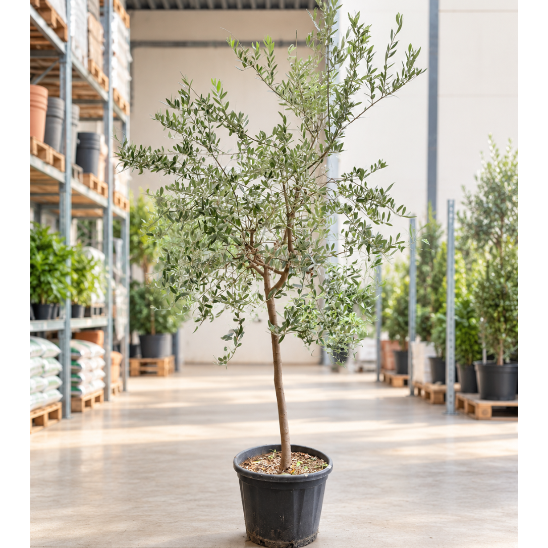 Oliventræ – Olea europaea opstammet ca. 250 cm | Udendørs