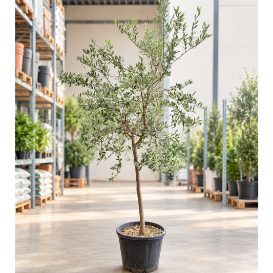 Oliventræ – Olea europaea opstammet ca. 250 cm | Udendørs