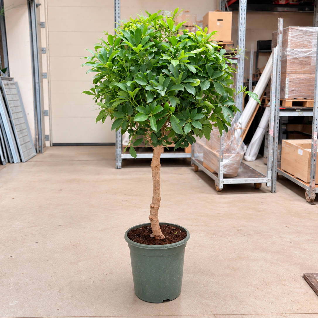 Schefflera arboricola – 3 Stammer, 105-130 cm i ø24 Potte