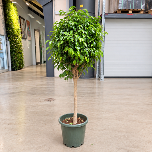 Ficus benjamina ‘Danielle’ – Opstammet Birkefigen, 160-170 cm i ø27 Potte