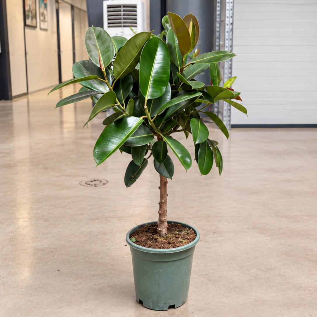 Ficus elastica ‘Robusta’ – Gummifigen, 2 Planter, Ca. 120-150 cm