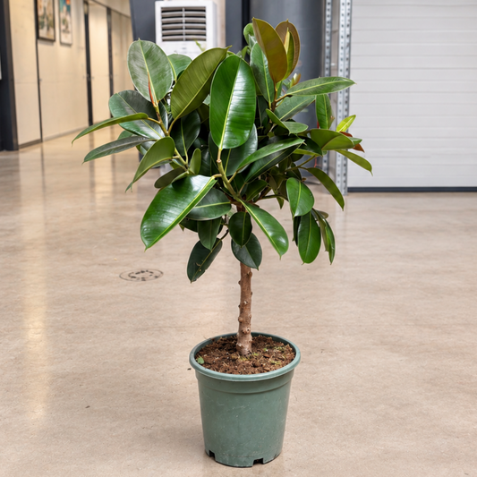 Ficus elastica ‘Robusta’ – Gummifigen, 2 Planter, Ca. 120-150 cm