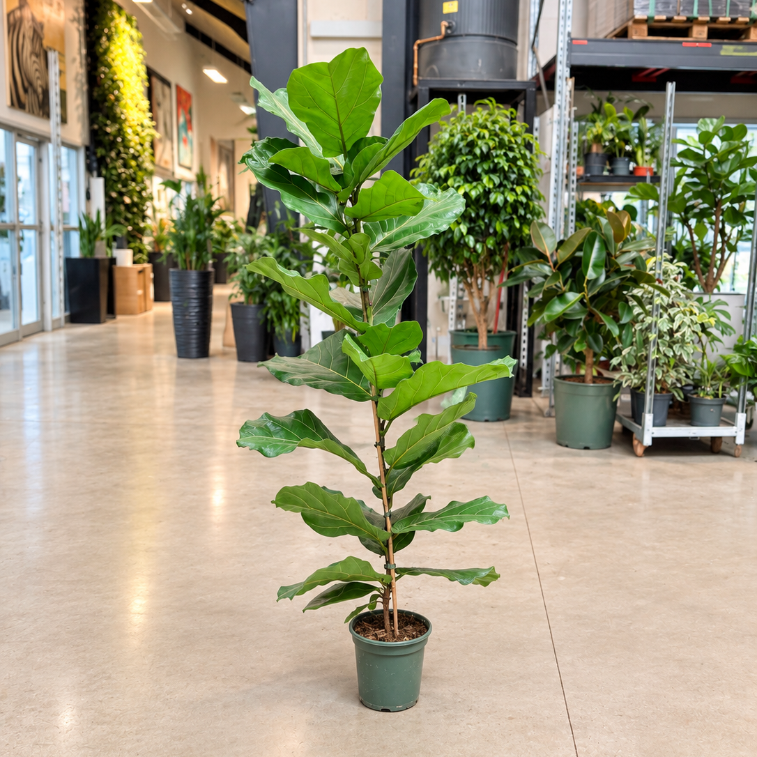 Ficus lyrata – Fiolinfigen, 3 Planter, 135-145 cm