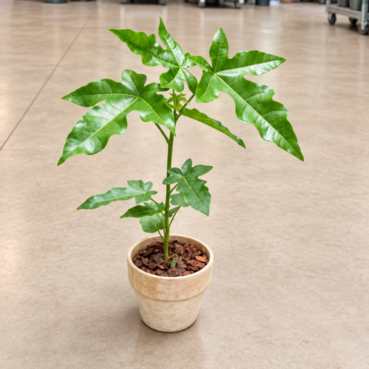 Brachychiton acerifolius – Eksotisk Australsk Kærlighedstræ, 40-50 cm til Inde og Ude
