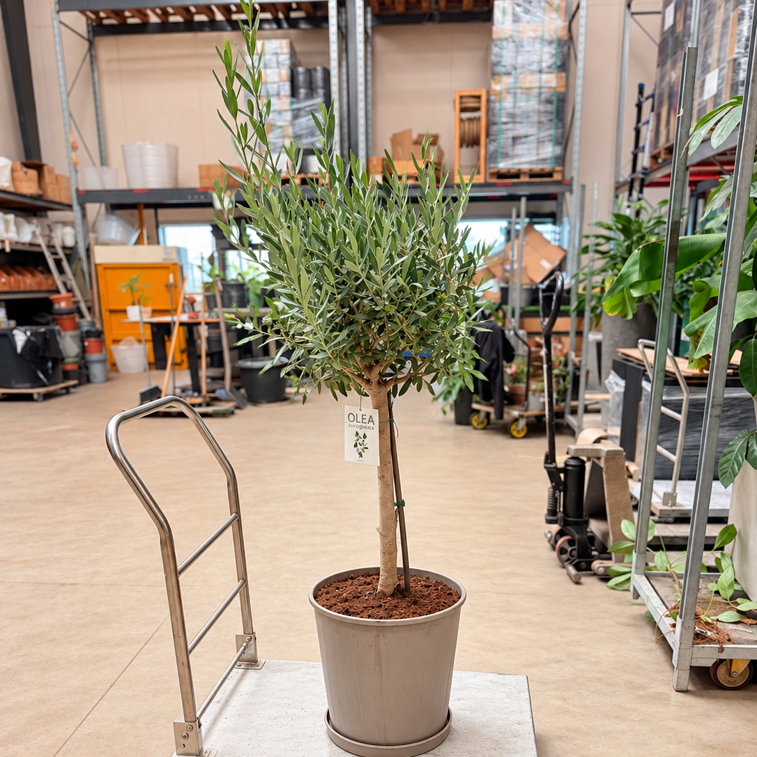 Second Hand Oliventræ – Olea europaea ca. 130 cm | Genbrugsplante