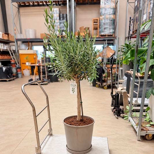 Second Hand Oliventræ – Olea europaea ca. 130 cm | Genbrugsplante
