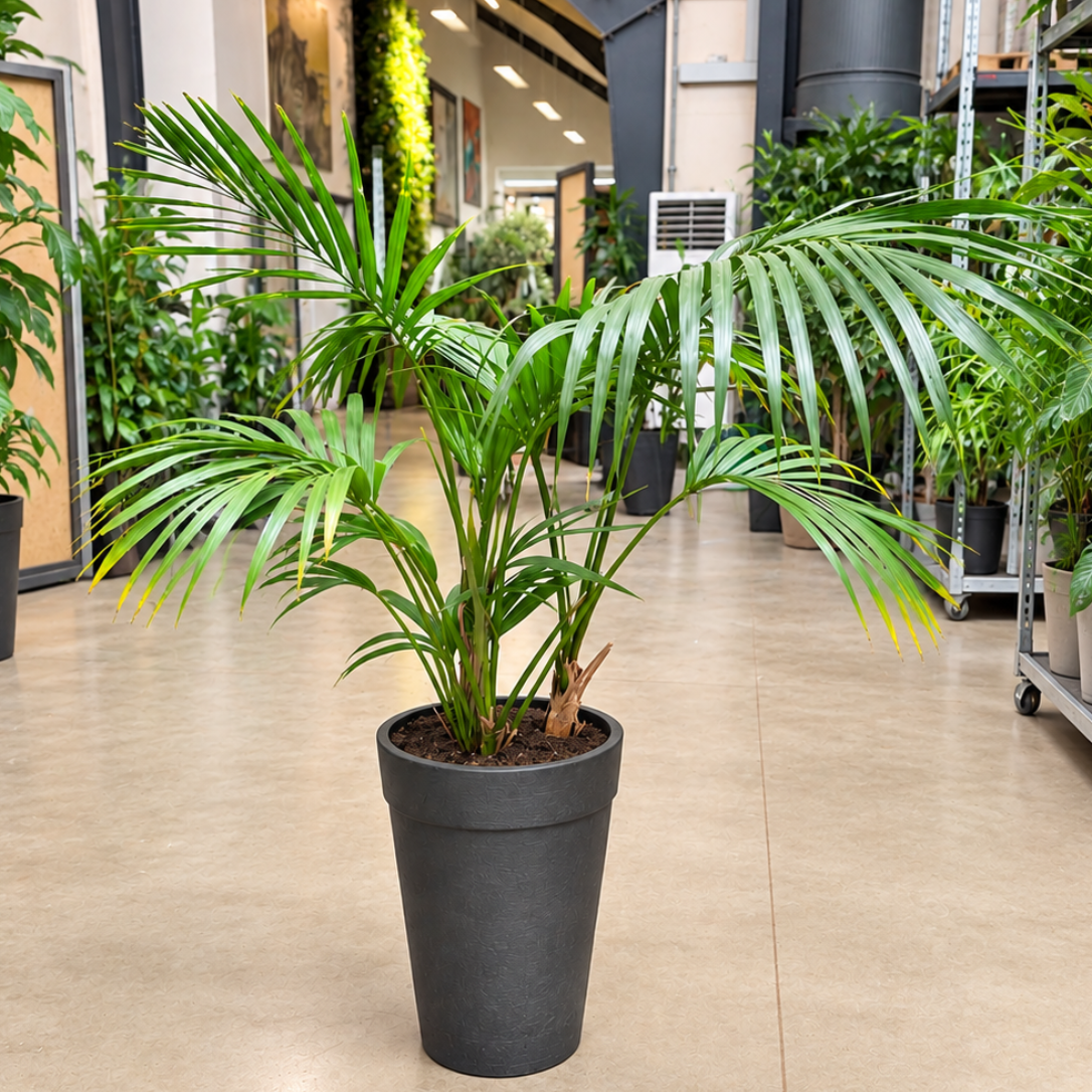 Second Hand Kentiapalme – Howea forsteriana ca. 140 cm | Genbrugsplante