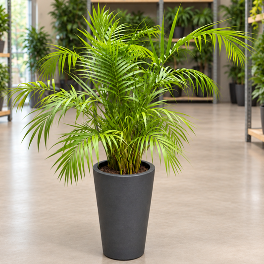 Second Hand Kentiapalme – Howea forsteriana ca. 140 cm | Genbrugsplante