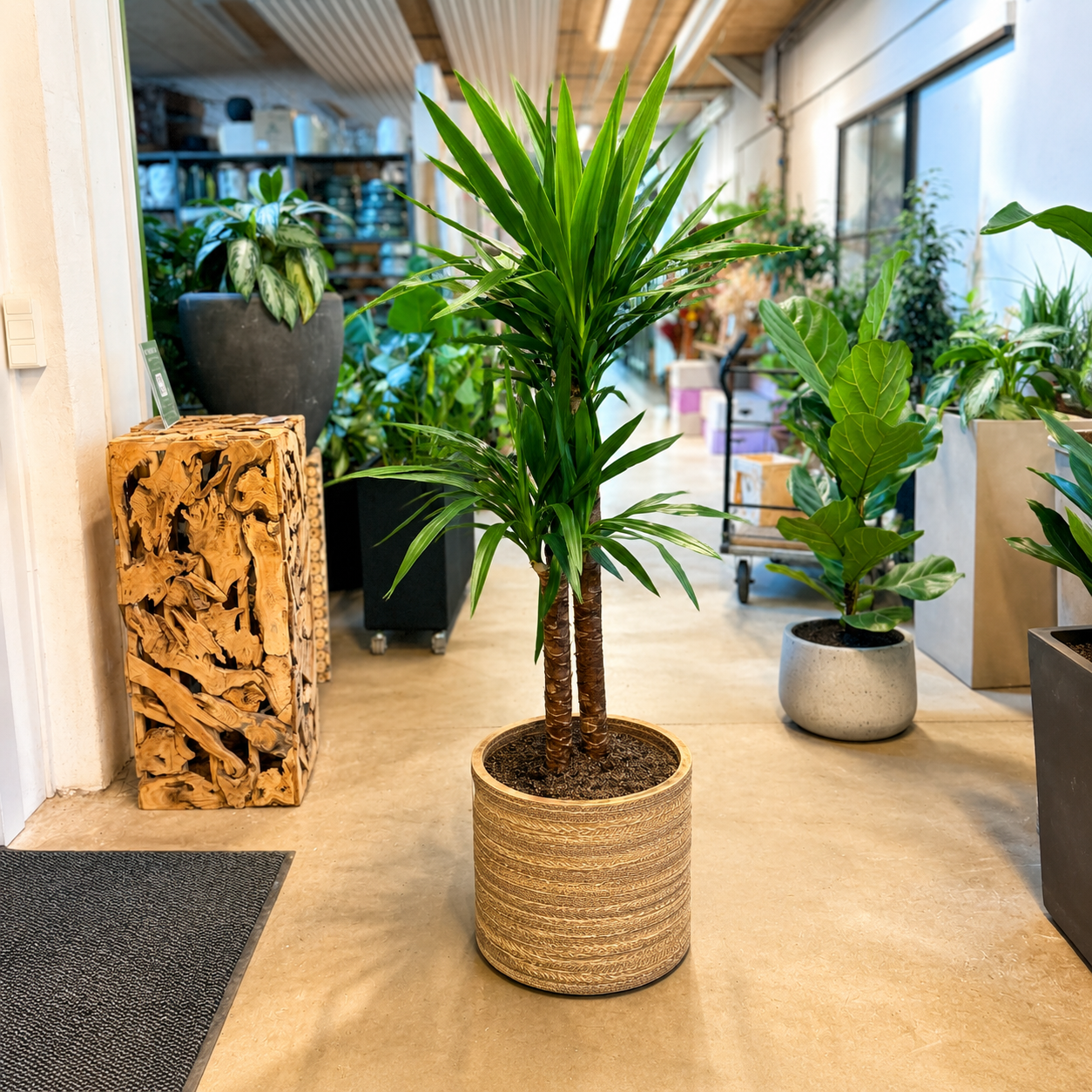 Second Hand Yucca-palme – 160 cm i Krukke af Genbrugte Valgplakater