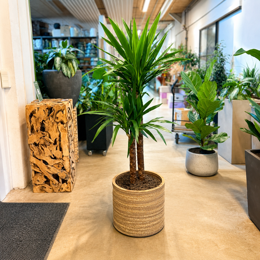 Second Hand Yucca-palme – 160 cm i Krukke af Genbrugte Valgplakater
