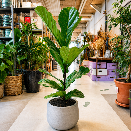 Second Hand Violinfigen – Ficus lyrata 130 cm i Krukke
