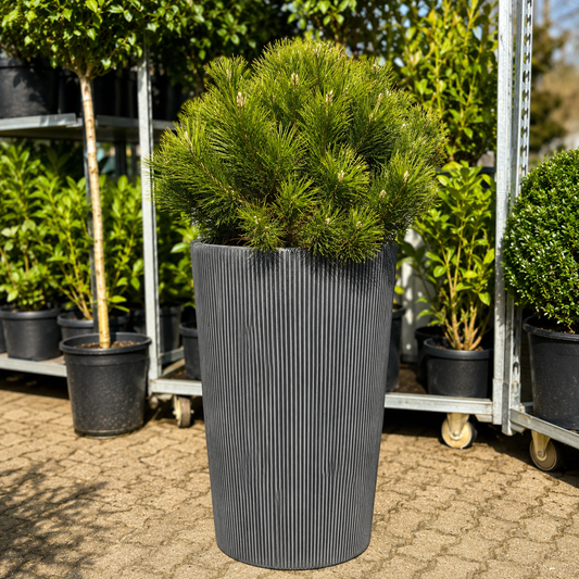 Second Hand Bjergfyr – Pinus mugo 130 cm i Høj Rillet Krukke fra Århus