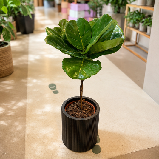 Second Hand Violinfigen – Opstammet Ficus lyrata fra Århus