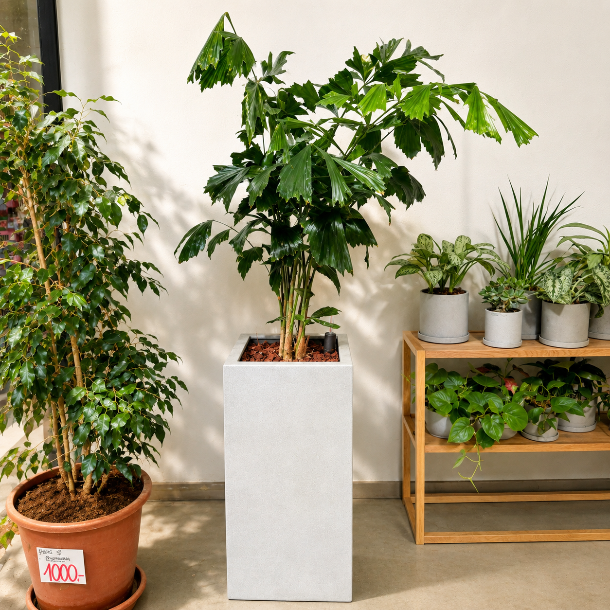Second Hand Fiskehalepalme (Caryota mitis) 155 cm – Eksotisk Genbrugsplante i Cementkrukke