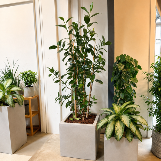 Second Hand Gummitræ (Ficus elastica) 180 cm – Elegant Genbrugsplante i Cementkrukke