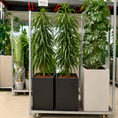 Indlæs billede i gallerivisning, Smalbladet Ficus – Second Hand Genbrugsplante 200 cm i Sort Krukke
