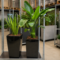 Indlæs billede i gallerivisning, Paradisfuglplante – Second Hand Genbrugsplante 170 cm i Sort Krukke
