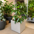 Indlæs billede i gallerivisning, Second Hand Paraplyplante 120 cm – Schefflera til Hjem og Erhverv i Århus
