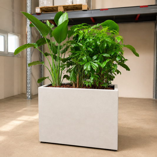 Second Hand Plantekumme – Grønne Planter til Erhverv i Århus