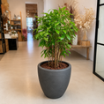 Indlæs billede i gallerivisning, Second Hand Drageblomst 120 cm – Bæredygtig Genbrugsplante i Cementkrukke
