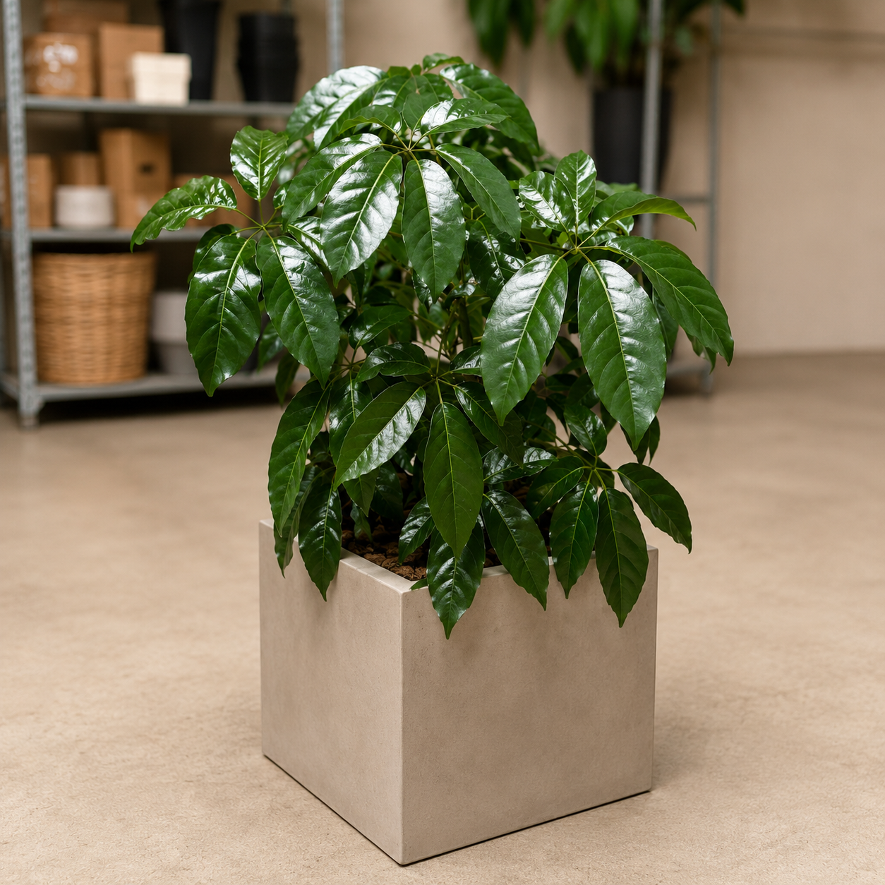 Second Hand Paraplyplante 130 cm – Genbrugsplante til Hjem og Erhverv