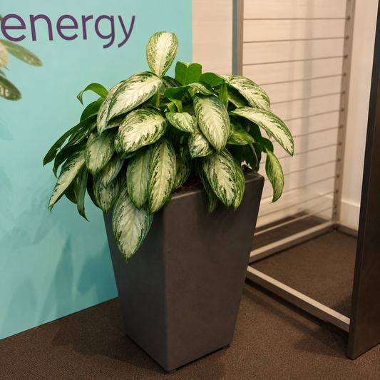 Second Hand Kinesisk Stedsegrøn – Aglaonema med Karakter