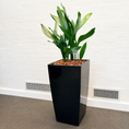 Indlæs billede i gallerivisning, Second Hand Aspidistra – Støbejernsplante med Karakter
