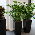 Indlæs billede i gallerivisning, Second Hand Fiskehalepalme – Caryota Mitis med Karakter
